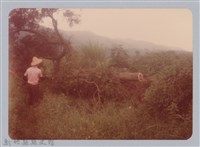 藏品(林保仁縣長主政照片：新竹縣新埔鎮六十七年度防汛演習-51)的圖片