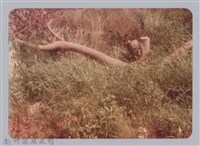 藏品(林保仁縣長主政照片：新竹縣新埔鎮六十七年度防汛演習-52)的圖片