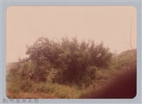 藏品(林保仁縣長主政照片：新竹縣新埔鎮六十七年度防汛演習-54)的圖片