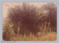 藏品(林保仁縣長主政照片：新竹縣新埔鎮六十七年度防汛演習-60)的圖片