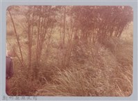 藏品(林保仁縣長主政照片：新竹縣新埔鎮六十七年度防汛演習-61)的圖片