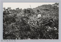 藏品(林保仁縣長主政照片：新竹縣芎林堤防防汛搶救演習-11)的圖片