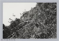 藏品(林保仁縣長主政照片：新竹縣芎林堤防防汛搶救演習-14)的圖片