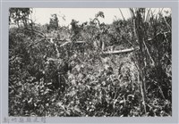 藏品(林保仁縣長主政照片：新竹縣芎林堤防防汛搶救演習-17)的圖片