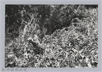 藏品(林保仁縣長主政照片：新竹縣芎林堤防防汛搶救演習-19)的圖片