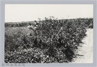 藏品(林保仁縣長主政照片：新竹縣芎林堤防防汛搶救演習-20)的圖片