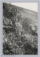 藏品(林保仁縣長主政照片：新竹縣芎林堤防防汛搶救演習-29)的圖片