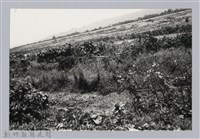 藏品(林保仁縣長主政照片：新竹縣芎林堤防防汛搶救演習-33)的圖片