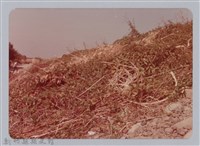 藏品(林保仁縣長主政照片：新竹縣芎林堤防防汛搶救演習-51)的圖片