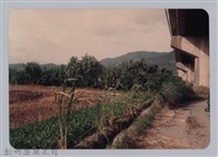 藏品(林保仁縣長主政照片：新竹縣七十一年度高莖作物砍成果-5)的圖片