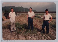 藏品(林保仁縣長主政照片：新竹縣七十一年度高莖作物砍成果-8)的圖片