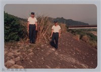 藏品(林保仁縣長主政照片：新竹縣七十一年度高莖作物砍成果-9)的圖片