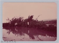 藏品(林保仁縣長主政照片：新竹縣七十一年度高莖作物砍成果-15)的圖片