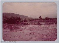 藏品(林保仁縣長主政照片：新竹縣七十一年度高莖作物砍成果-18)的圖片