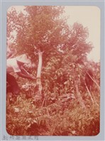 藏品(林保仁縣長主政照片：新竹縣七十一年度高莖作物砍成果-29)的圖片