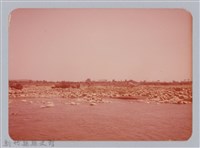 藏品(林保仁縣長主政照片：新竹縣七十一年度高莖作物砍成果-31)的圖片