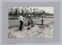 藏品(林保仁縣長主政照片-38)的圖片