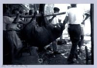 藏品(大神豬─竹東)的圖片