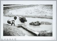 藏品(牛搵窟（1950，新竹）)的圖片