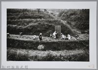 藏品(割禾（1940，新竹）)的圖片