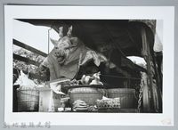 藏品(大豬公來了（1961，新竹新埔）)的圖片