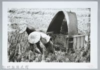 藏品(割禾（1960，新竹鄉）)的圖片