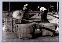 藏品(委殼種（1986，峨眉）)的圖片