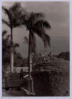 藏品(堆稈棚（1999，北埔）)的圖片