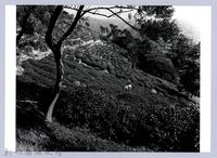 藏品(茶園（1980，新埔）)的圖片