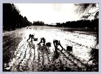 藏品(插秧（1980，新竹南寮）)的圖片