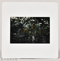 藏品(［幻燈片］寶山楊桃２)的圖片