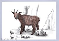 藏品(泰雅文物畫冊1-4台灣長鬃山羊)的圖片