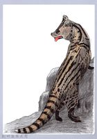 藏品(泰雅文物畫冊1-9麝香貓)的圖片