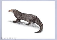 藏品(泰雅文物畫冊1-10棕簑貓)的圖片