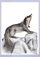 藏品(泰雅文物畫冊1-12鼬獾)的圖片