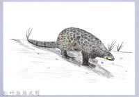 藏品(泰雅文物畫冊1-13臺灣穿山甲)的圖片