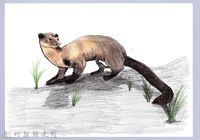 藏品(泰雅文物畫冊1-14黃喉貂)的圖片