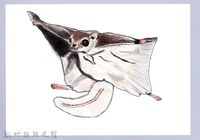 藏品(泰雅文物畫冊1-18小鼯鼠)的圖片