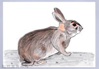 藏品(泰雅文物畫冊1-21台灣野兔)的圖片