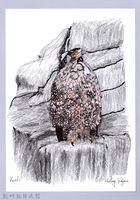 藏品(泰雅文物畫冊1-26蛇鵰)的圖片