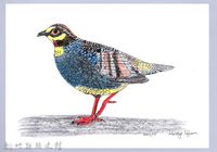 藏品(泰雅文物畫冊1-31台灣山鷓鶘)的圖片