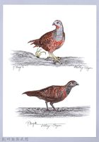 藏品(泰雅文物畫冊1-32竹雞)的圖片