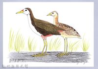 藏品(泰雅文物畫冊1-35白胸苦惡鳥)的圖片