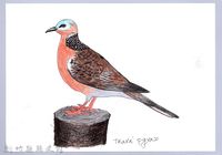 藏品(泰雅文物畫冊1-36珠頸斑鳩)的圖片