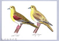 藏品(泰雅文物畫冊1-37綠鳩)的圖片