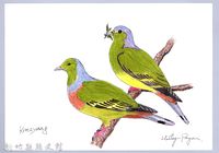 藏品(泰雅文物畫冊1-38橙胸綠鳩)的圖片