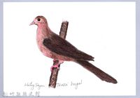 藏品(泰雅文物畫冊1-39長尾鳩)的圖片