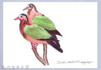 藏品(泰雅文物畫冊1-40翠翼鳩)的圖片