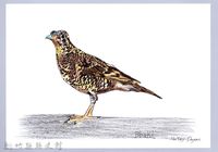 藏品(泰雅文物畫冊1-41白氏地鶇)的圖片