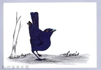 藏品(泰雅文物畫冊1-44台灣紫嘯鶇)的圖片